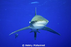face to face with the longi by Helmy Mohamed 